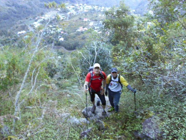 Palmiste Rouge diminue de plus en plus