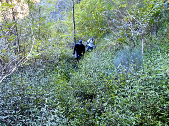 La trace est instinctive malgré les jouvences