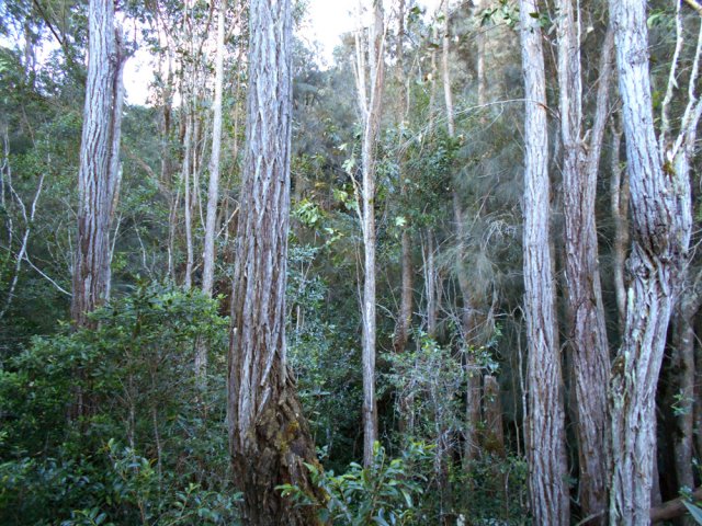 Les eucalyptus occupent une bonne partie du fond de la dépression