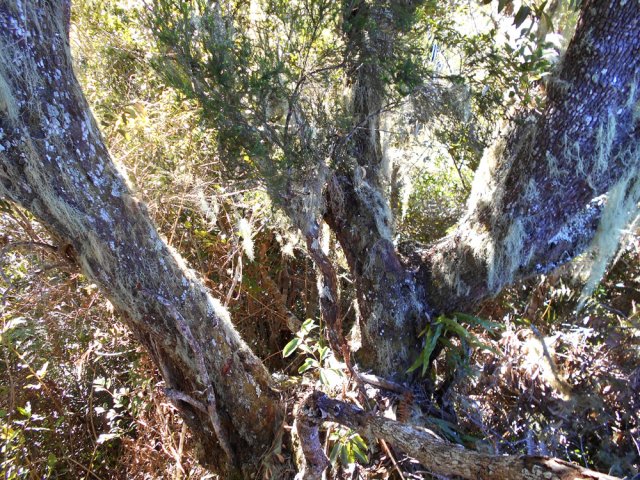Le bois de rempart, fin symbolique de la grimpée