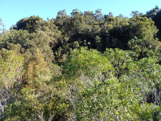 Beaux bois de couleurs au sommet du cratère