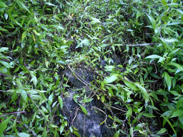 Les jouvences ne retiennent pas les cailloux