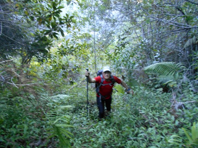 Ces mêmes jouvences cachent souvent le "sentier"