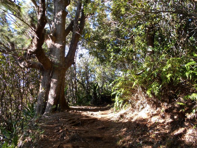 Ne pas manquer les magnifiques filaos au deuxième tiers de la montée