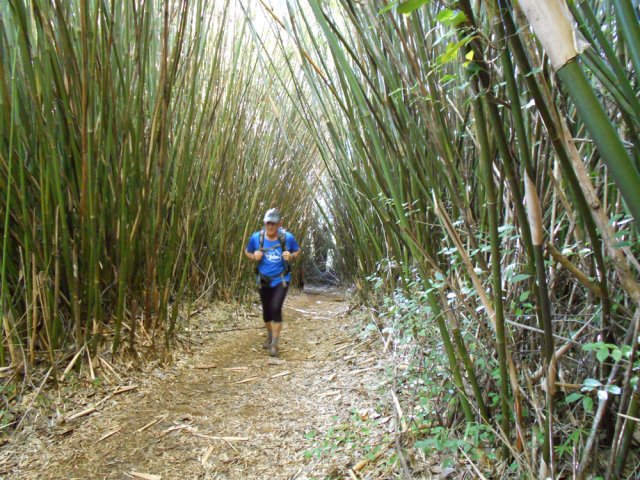 La fin de la montée s'effectue sous les bambous