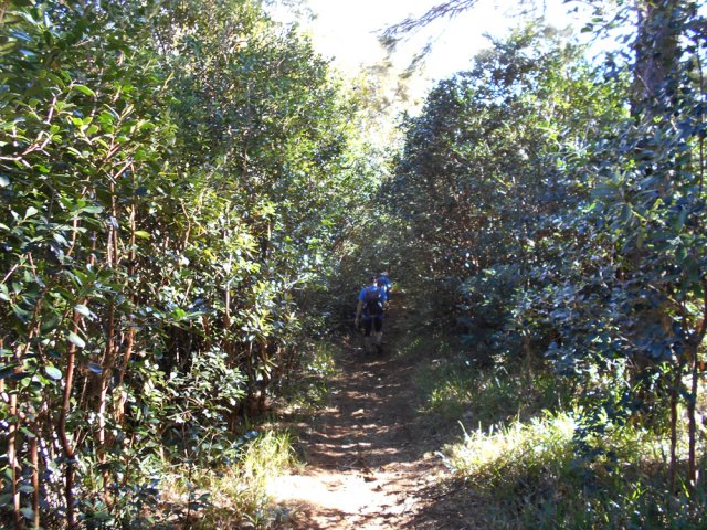 La suite, en revanche, est de très bonne qualité dans les goyaviers