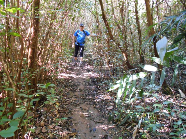 Nouvelle zone de goyaviers après l'aire de repos