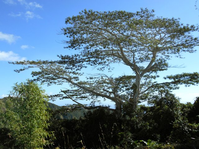 Des arbres dignes de l'Afrique tropicale
