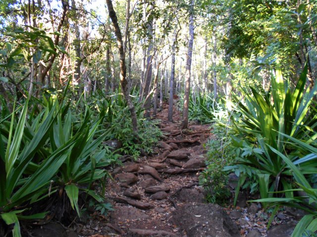 Longues portions de pierres et de racines