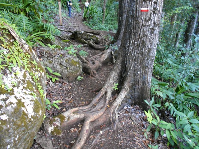 On enjambe de très belles racines