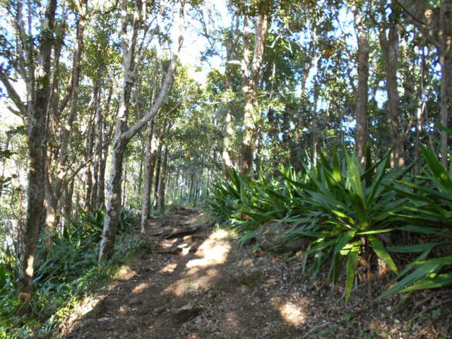 Agréable odeur de camphre sous de grands camphriers