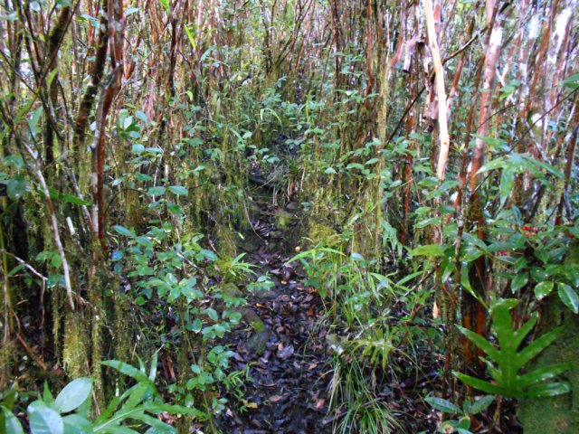 Un sentier classique emprunté par les canyonistes, bien marqué dans les goyaviers