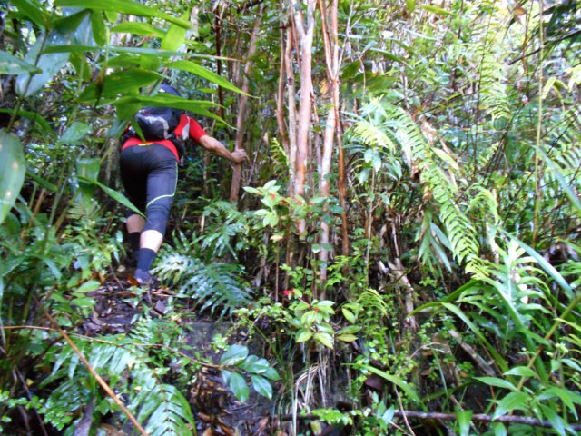 La pente est parfois assez forte mais les goyaviers sont là pour aider