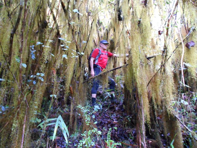 Paysage unique de mousses recouvrant chaque branche