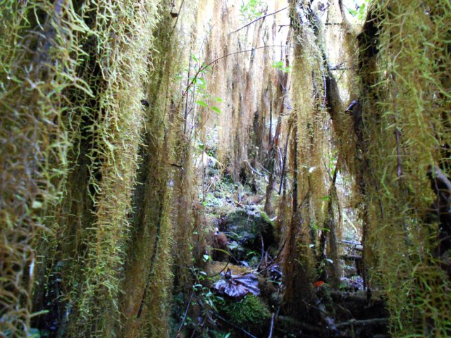 Véritable rideau végétal de toute beauté