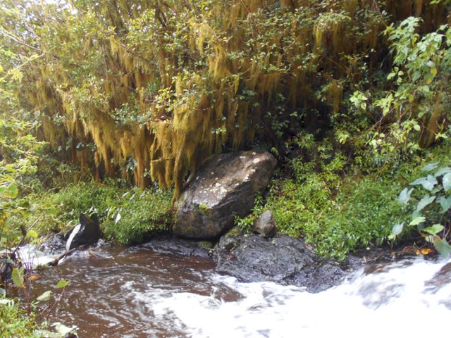Retour dans les mousses pour revenir au croisement des sentiers