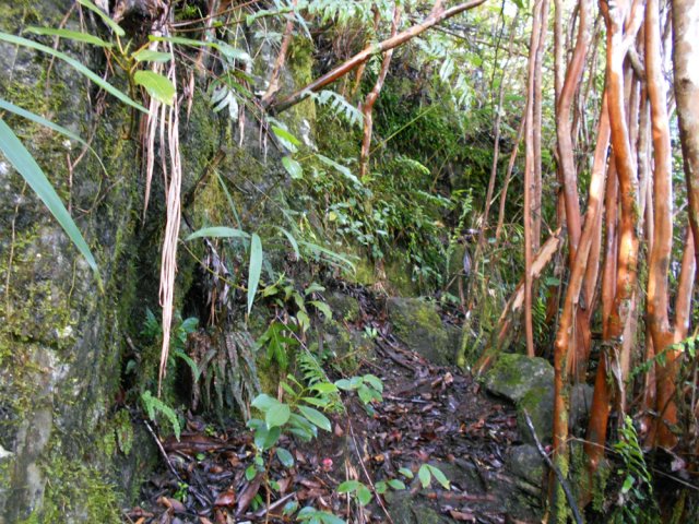 Les goyaviers poussent même sur la roche