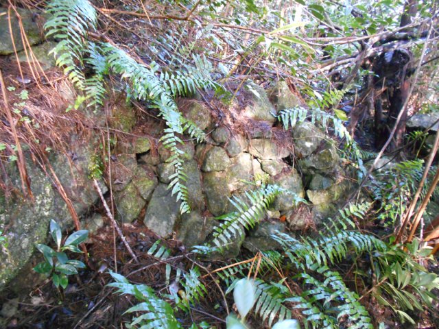 Quelques vestiges de murettes mais peu de traces de vie humaine passée