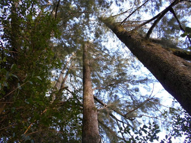 Sans doute des filaos plantés là par l'ONF au siècle dernier
