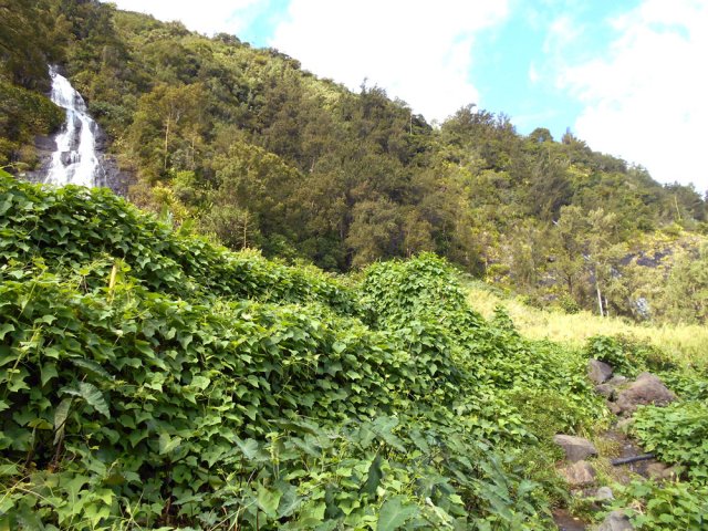 Vastes cultures de chouchous autour du Voile de la Mariée