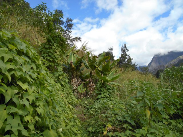 Poursuivre plein sud jusqu'aux bananiers