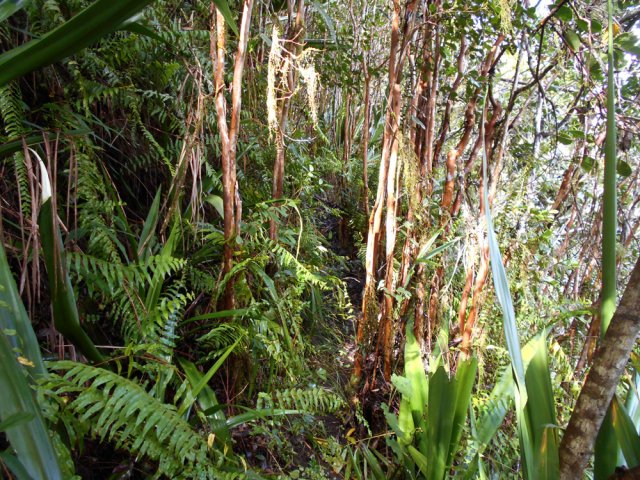 Idée du sentier dans les goyaviers