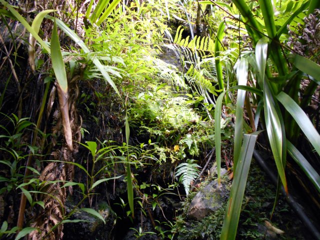 On remarque avec amusement ce tuyau dans un univers aquatique