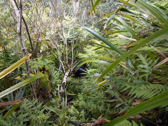 Les bois de couleurs bien implantés servent de point d'attache aux cordes