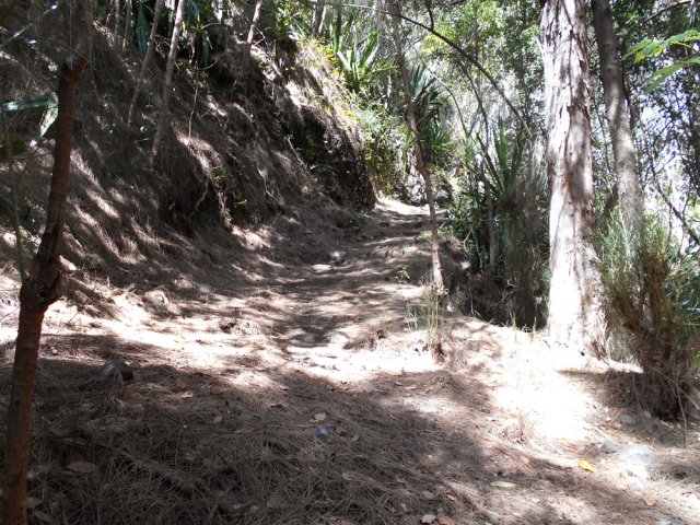 Les grands filaos recouvrent le sol de leurs aiguilles