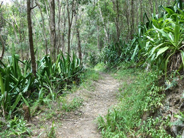 Plus bas, à l'approche du torrent, les chocas ont envahi les filaos