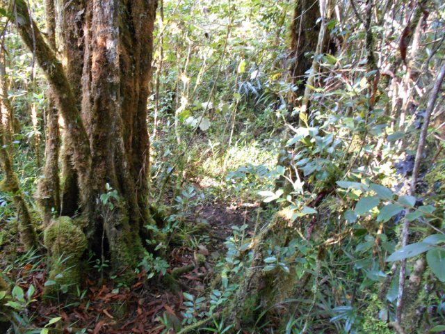 Sentier étroit et bien marqué dans une belle végétation