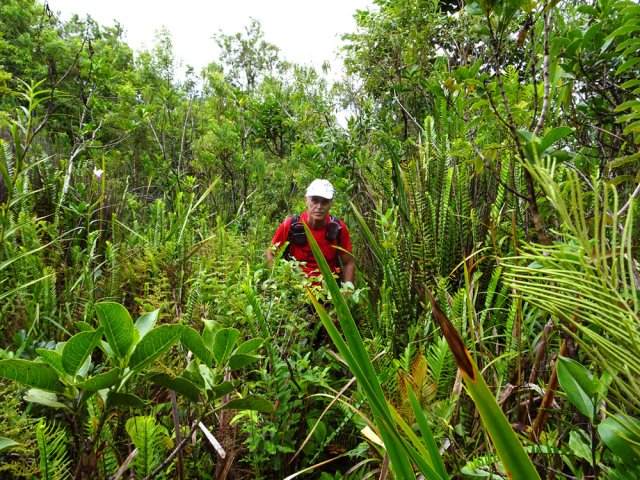 La forêt s'installe depuis plus de 40 ans