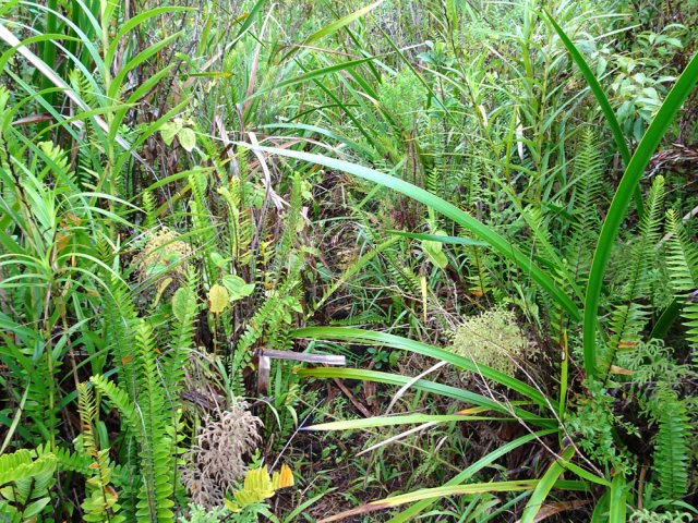Plus on monte, plus les fougères et sabres grandissent et envahissent le sentier