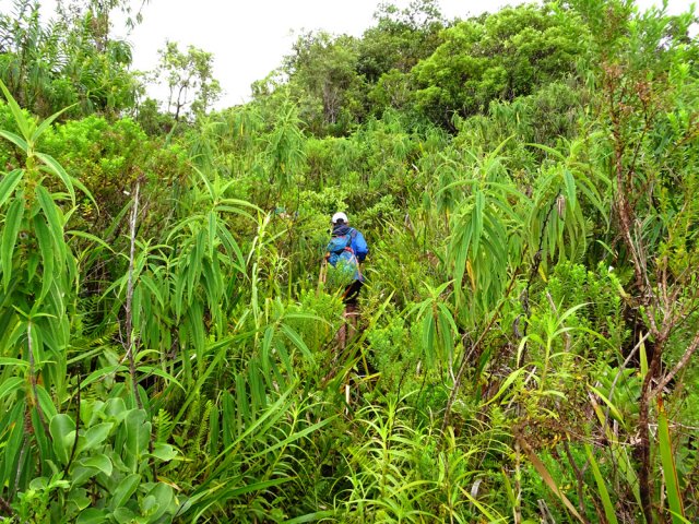 Les bois de chapelet et bois de rempart tentent de dominer les autres