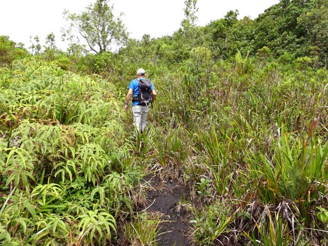 De nouvelles fougères tentent leur chance (dicranopteris linearis)