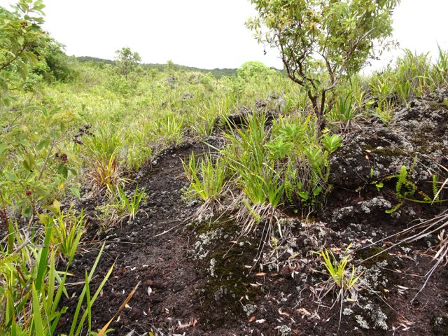 Au début, dans la coulée, le sentier est très bien conservé