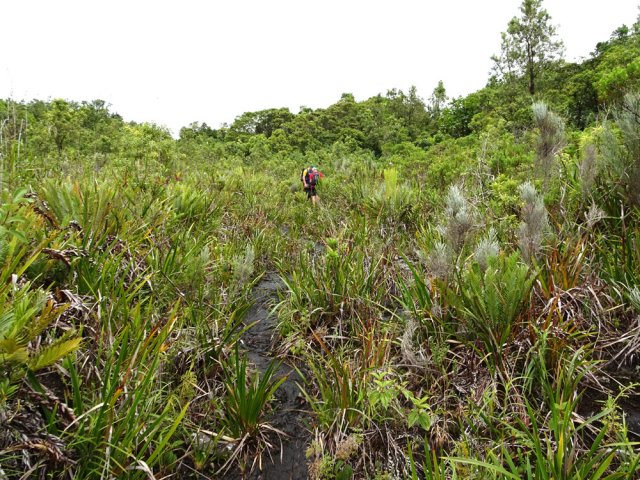 Une troisième zone de laves anciennes avant la forêt de pimpins