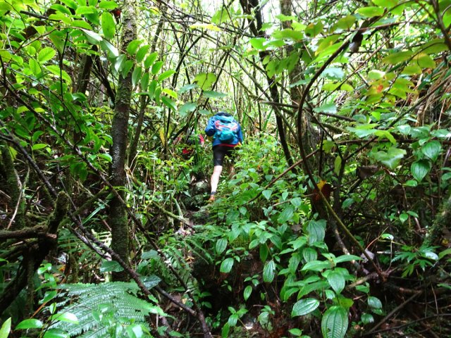 Seule véritable difficulté dans cette ancienne ravine entourée d'un fouillis de plantes