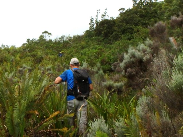 A 1000 mètres, toujours le même type de végétation après la forêt moussue