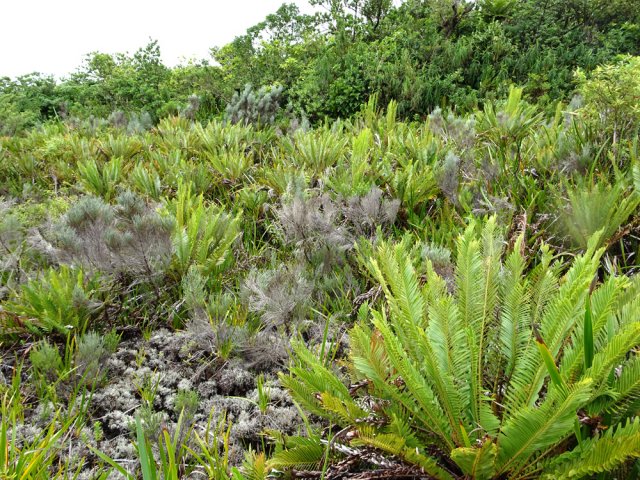 Concentration importante de fausses osmondes à l'approche de la fin de la montée
