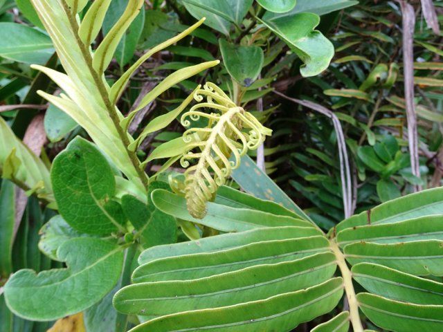 Les jeunes frondes sont très élégantes