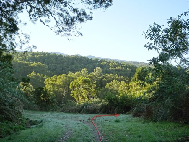 Quitter la Piste Bernica pour emprunter le sentier de descente vers les Palmistes