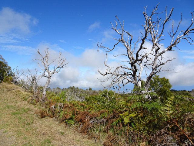 Les restes calcinés de petits tamarins