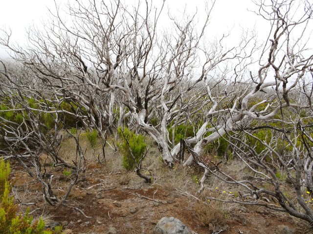 Là, suivre la trace devient plus difficile