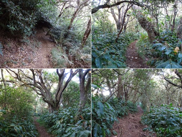 Quelques tronçons de ce sentier en forte descente dans les longoses