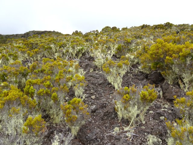 La fin de la montée s'effectue à travers les branles verts rabougris