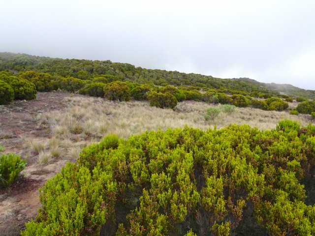 Les clairières herbeuses à deux pas du sentier de la Glacière