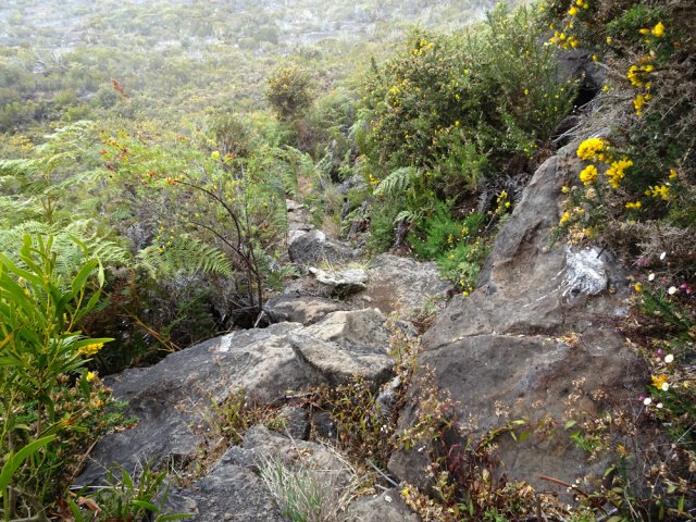 Le sentier qui plonge depuis le mirador du Piton Bernica