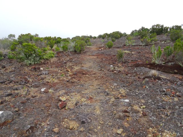 La longue descente vers la Piste Forestière des 1800