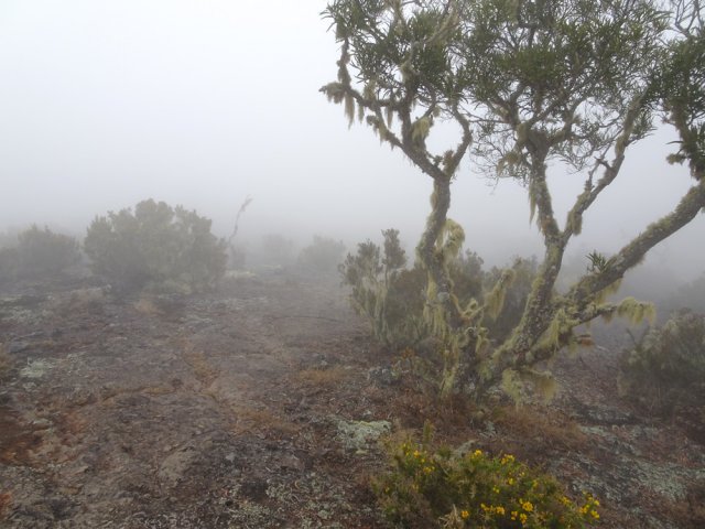 L'ancienne lave usée par les semelles et les pneus se suit facilement malgré le brouillard